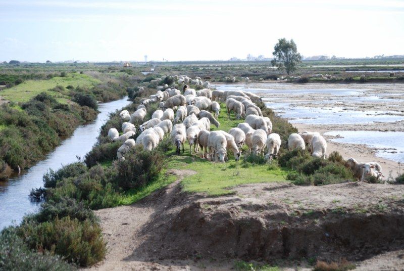 Faro: Ria Formosa Natural Park Segway Tour & Birdwatching - Key highlights you should know