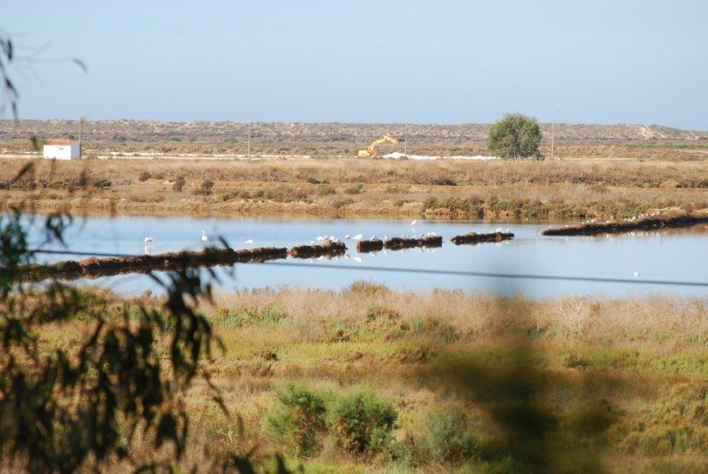 Faro: Ria Formosa Natural Park Segway Tour & Birdwatching - Gliding through protected paths where the coast changes shape