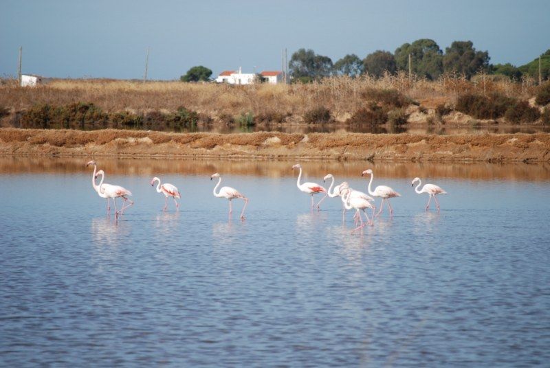 Faro: Ria Formosa Natural Park Segway Tour & Birdwatching - Ludo birdwatching near Faro Beach during migration season