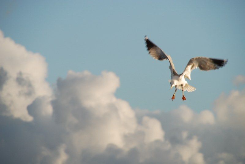 Faro: Ria Formosa Natural Park Segway Tour & Birdwatching - How the private-group setup changes your experience