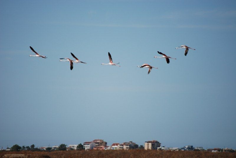 Faro: Ria Formosa Natural Park Segway Tour & Birdwatching - From the meeting point to your first minute on a Segway