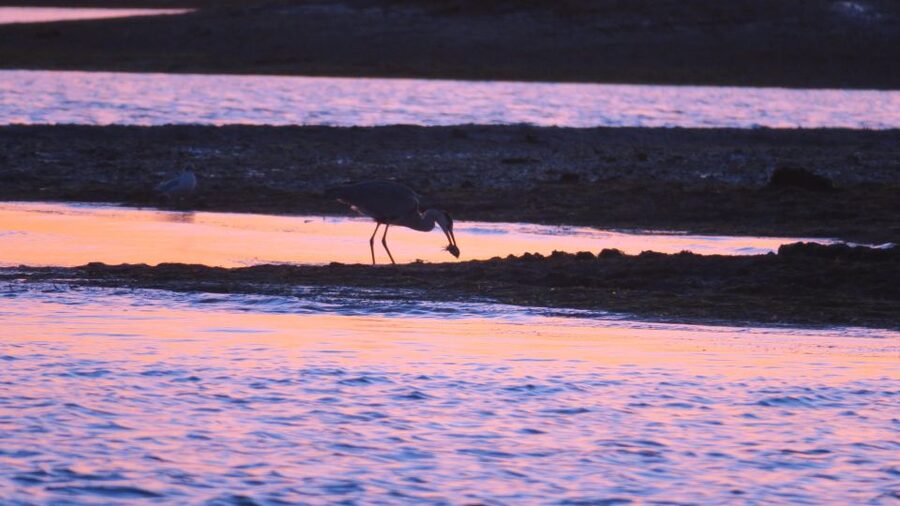 Faro: Ria Formosa Sunset Nature Boat Tour - Key things I’d mark on your mental map