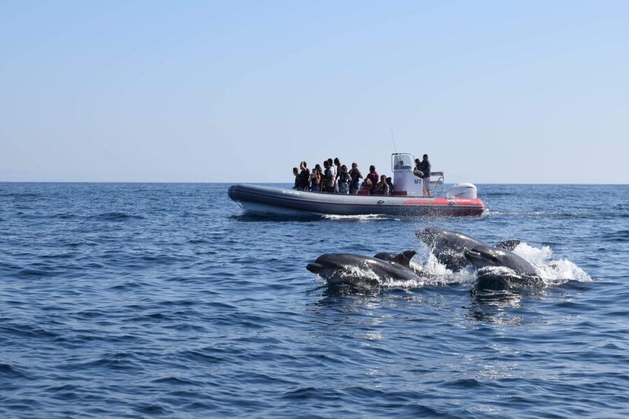 From Albufeira: Benagil Caves and Dolphins Guided Boat Tour - Why the Albufeira to Benagil combo feels like a win