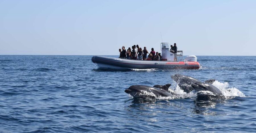 From Albufeira: Benagil Caves and Dolphins Guided Boat Tour - How the 2.5-hour ride usually flows