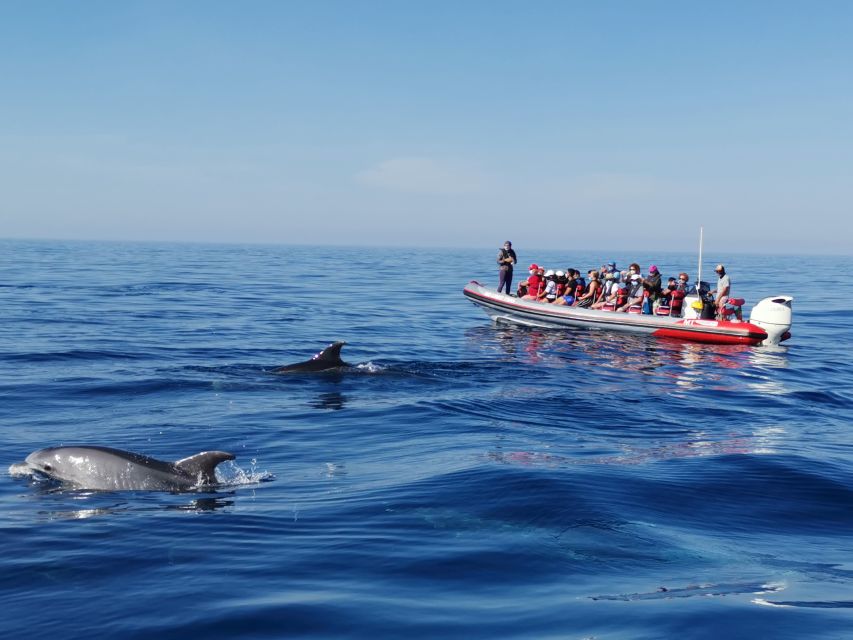 From Albufeira: Benagil Caves and Dolphins Guided Boat Tour - Dolphin spotting in the wild, and how to manage expectations