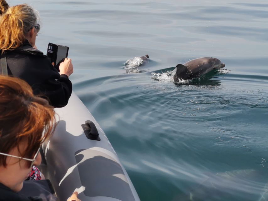 From Albufeira: Benagil Caves and Dolphins Guided Boat Tour - The swim stop, what’s included and what depends on the weather