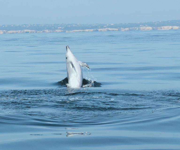 From Albufeira: Benagil Caves and Dolphins Guided Boat Tour - Should you book the Albufeira Benagil Caves and Dolphins tour?