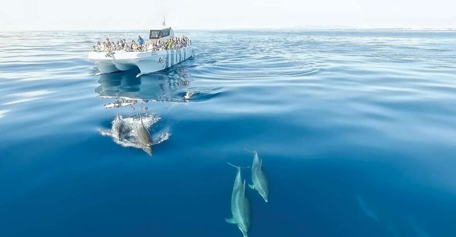 From Albufeira: Dolphins and Caves 2.5-Hour Boat Trip - Getting on Board in Albufeira Marina, Then Leaving Fast