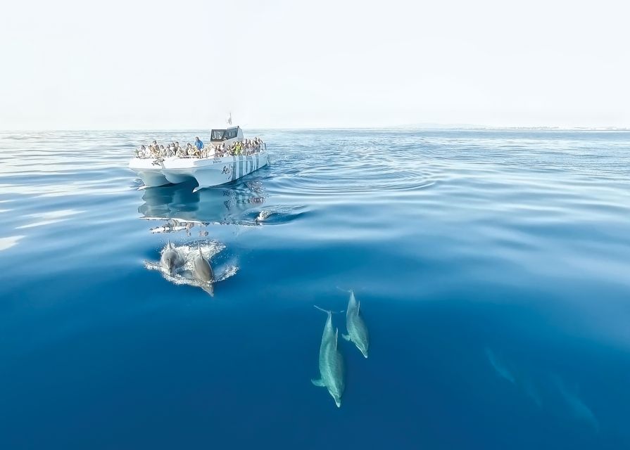 From Albufeira: Dolphins and Caves 2.5-Hour Boat Trip - The Dolphin Hunt: Where Wildlife Meets Real-World Timing