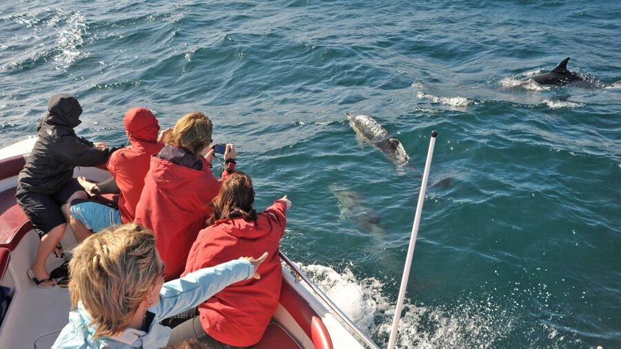 From Albufeira: Dolphins and Caves 2.5-Hour Boat Trip - What the Guides Really Do On Board (Besides Pointing)