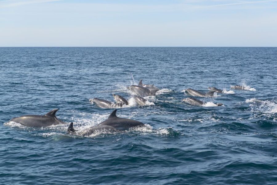 From Albufeira: Dolphins and Caves 2.5-Hour Boat Trip - The Ride Itself: Speed, Comfort, and the Real Packing List
