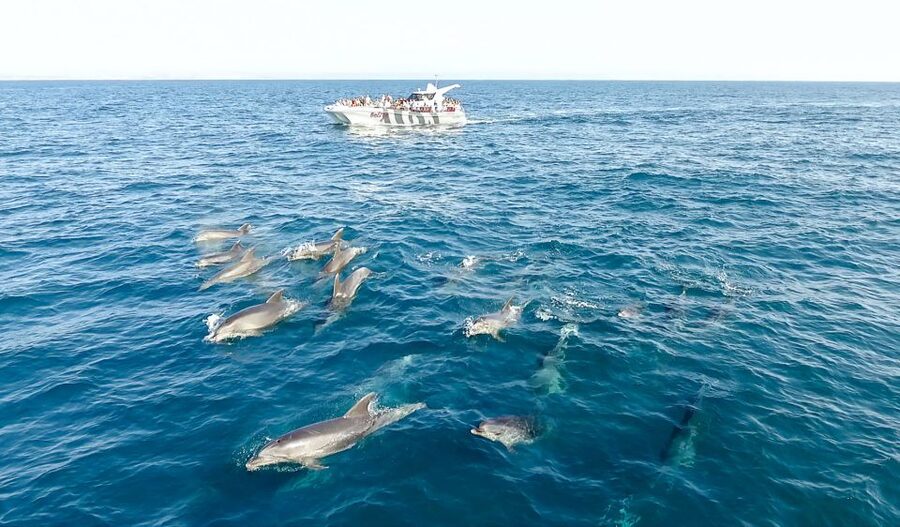 From Albufeira: Dolphins and Caves 2.5-Hour Boat Trip - Should You Book This Albufeira Dolphin and Caves Cruise?