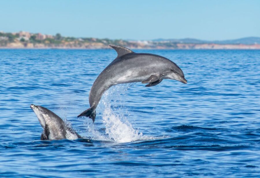 From Albufeira: Dolphins and Caves 2.5-Hour Boat Trip - FAQ