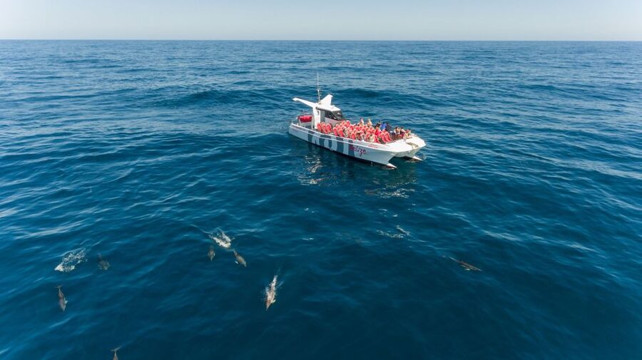 From Albufeira: Dolphins and Caves 2.5-Hour Boat Trip - Cruise Past the Algarve Caves: Why Sea-Level Views Matter