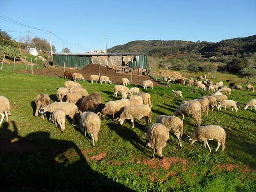 From Albufeira: Half-Day Algarve Jeep Safari - Hidden Tracks, Fauna and Flora, and Historic Village Details