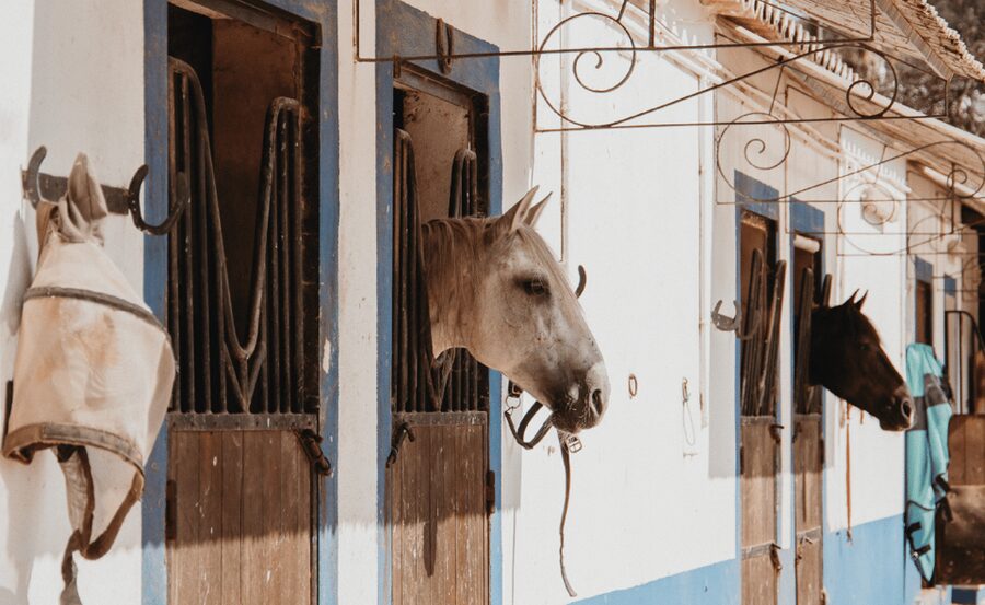 From Albufeira: Horse Riding Tour with Pickup - Getting there smoothly: Albufeira pickup and timely arrival