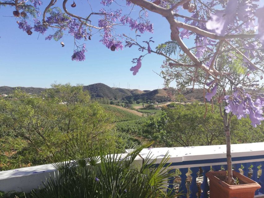 From Albufeira: Wine Tasting & Historic Silves Tour - Why this Albufeira to Silves wine combo is such good value