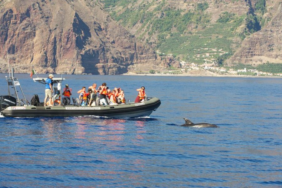 From Calheta: Madeira Whale and Dolphin Watching Boat Tour - Key things to know