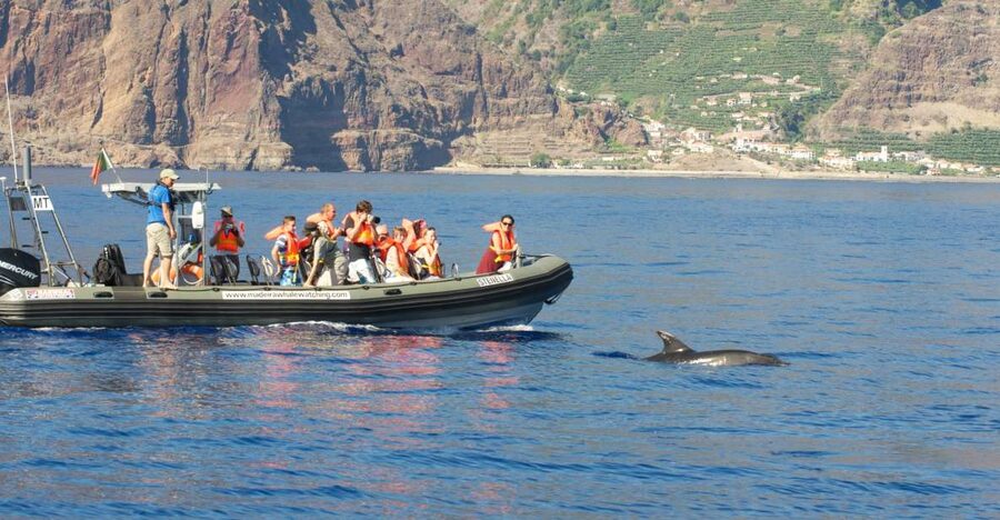 From Calheta: Madeira Whale and Dolphin Watching Boat Tour - From Calheta Marina to Open Water in 2 Hours