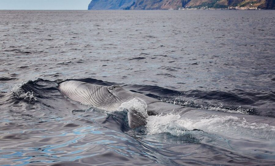 From Calheta: Madeira Whale and Dolphin Watching Boat Tour - The Crew Plays Traffic Cop, With Real Respect Rules
