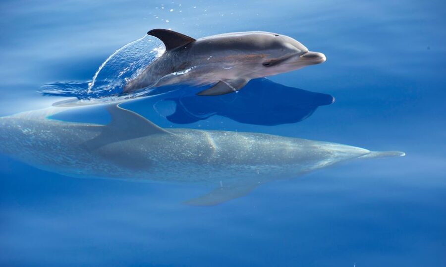 From Calheta: Madeira Whale and Dolphin Watching Boat Tour - What You Might See on the Whale and Dolphin Search