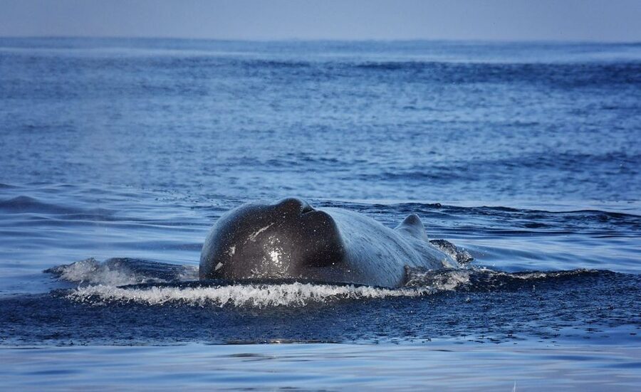 From Calheta: Madeira Whale and Dolphin Watching Boat Tour - Madeira From the Sea: Coastline Views You Can Feel