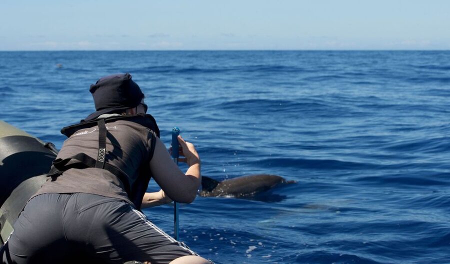 From Calheta: Madeira Whale and Dolphin Watching Boat Tour - Why the Speedboat and Its Silent Engines Matter