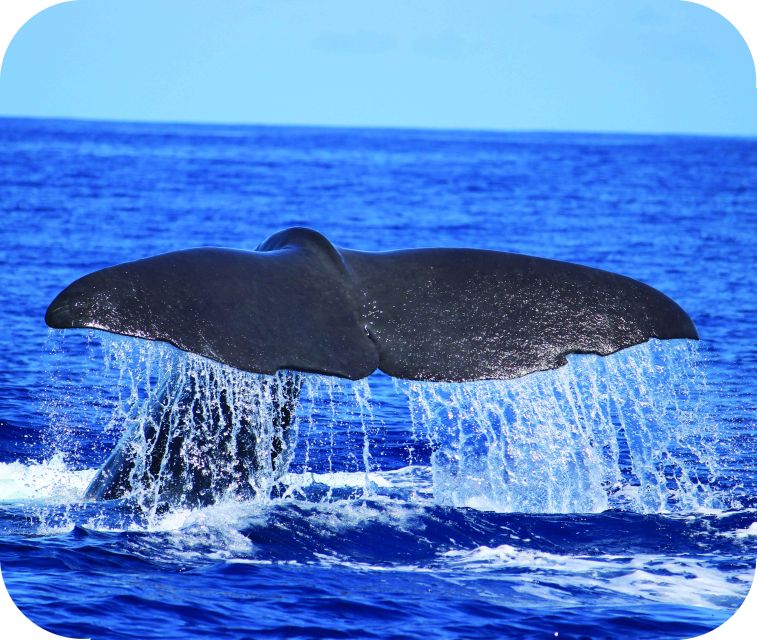 From Calheta: Whale and Dolphin Watching RIB Boat Tour - Key things I’d lock in before you go