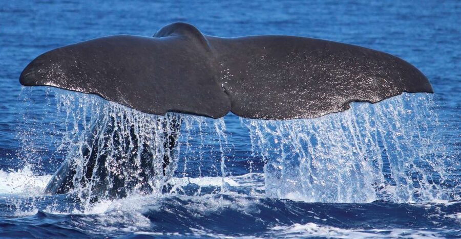 From Calheta: Whale and Dolphin Watching RIB Boat Tour - The spotter plan: how the crew helps you find whales and dolphins