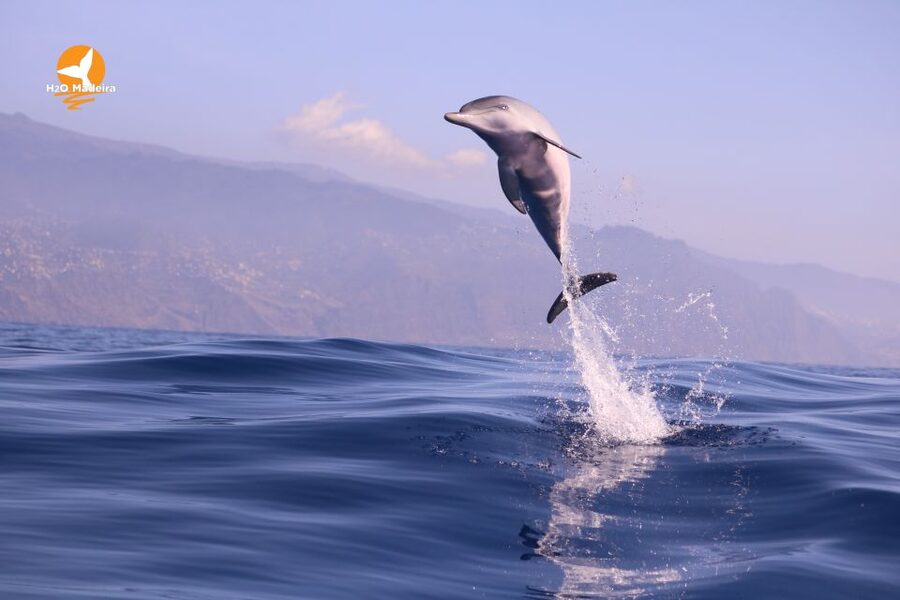 From Calheta: Whale and Dolphin Watching RIB Boat Tour - Wildlife highlights off Madeira, from sperm whales to dolphin pods