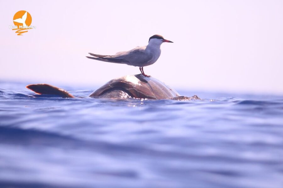 From Calheta: Whale and Dolphin Watching RIB Boat Tour - Madeira island views: why the ride is worth it even without whales