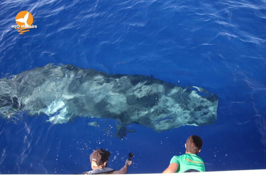 From Calheta: Whale and Dolphin Watching RIB Boat Tour - Responsible watching: staying close without chasing