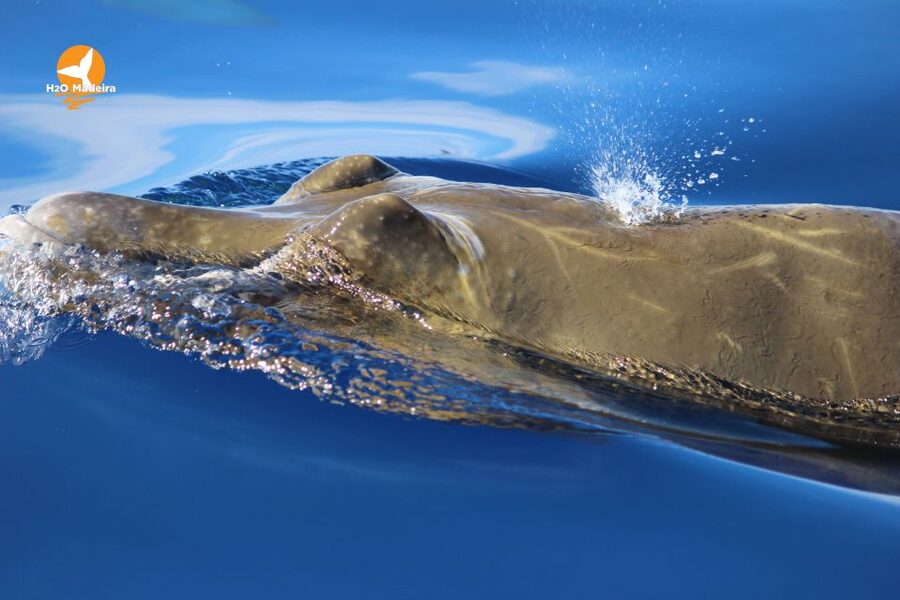 From Calheta: Whale and Dolphin Watching RIB Boat Tour - Safety and comfort on board: what to expect
