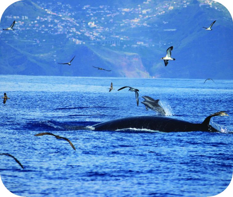 From Calheta: Whale and Dolphin Watching RIB Boat Tour - Price and value: does $70 per person make sense?