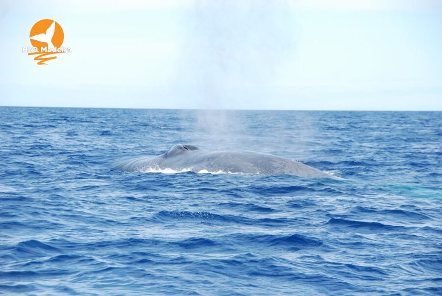 From Calheta: Whale and Dolphin Watching RIB Boat Tour - What 2 hours on a RIB boat feels like