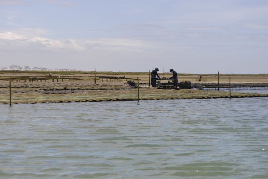 From Faro: 2-Hour Guided Bird Watching Boat Trip - The 2-Hour Cruise Rhythm: What You Spend Time Doing