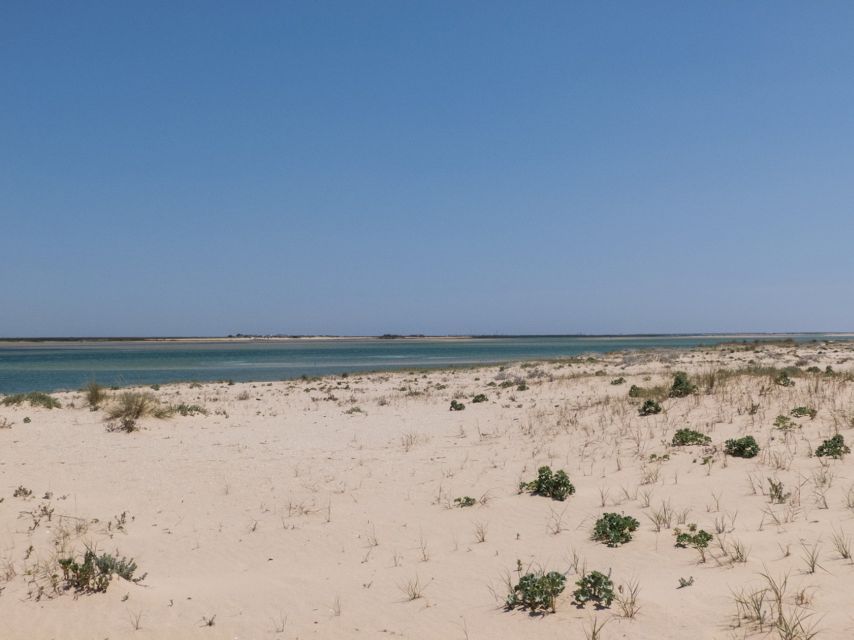 From Faro: 2-Hour Guided Bird Watching Boat Trip - Parque Natural da Ria Formosa: Wildlife Viewing That Feels Guided