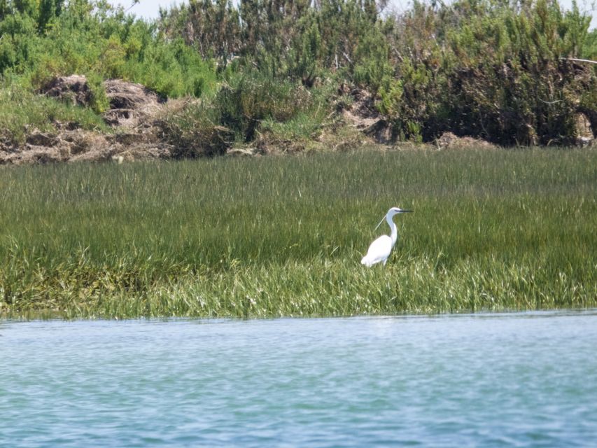 From Faro: 2-Hour Guided Bird Watching Boat Trip - Oyster and Clams Farms: Where Food Shapes Bird Behavior