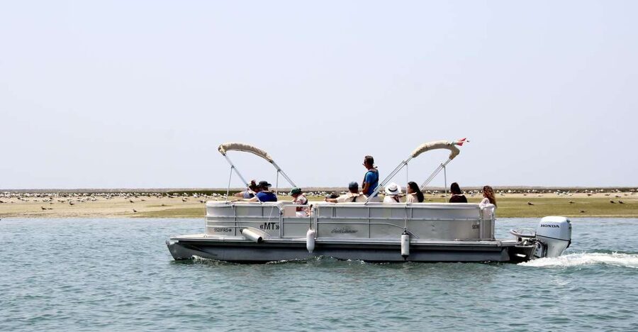 From Faro: 2-Hour Guided Bird Watching Boat Trip - Pricing and Value: Is $47 Worth It for Birding?