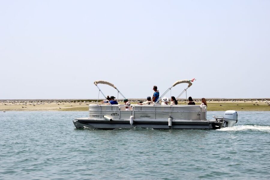 From Faro: 2-Hour Guided Bird Watching Boat Trip - What to Wear and Bring for Comfortable Bird Watching