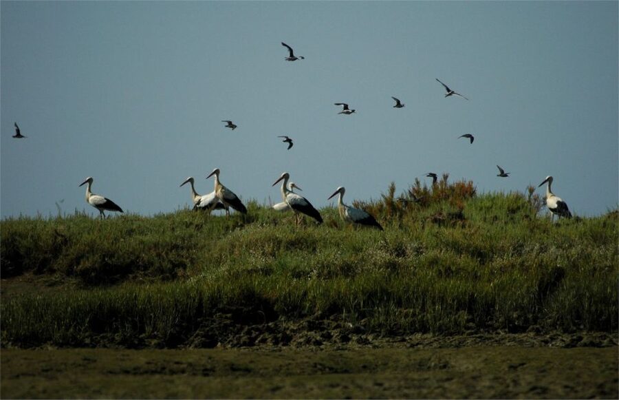 From Faro: 2-Hour Guided Bird Watching Boat Trip - From Formosamar to the Water: Getting Oriented in Faro