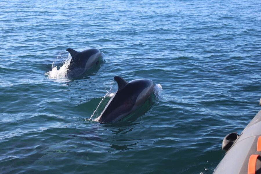 From Faro: Dolphin Watching & 2 Islands Tour - Weather reality: dolphins are likely, not guaranteed