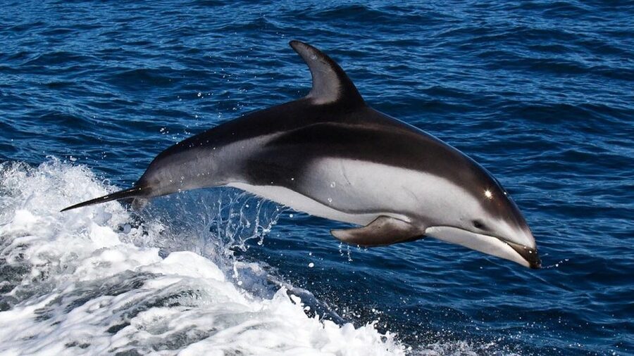 From Faro: Dolphin Watching & 2 Islands Tour - Ilha do Farol: the lighthouse-area village stop