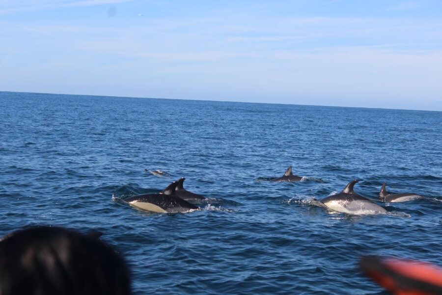 From Faro: Dolphin Watching & 2 Islands Tour - Price and value: what $70 buys you in real terms