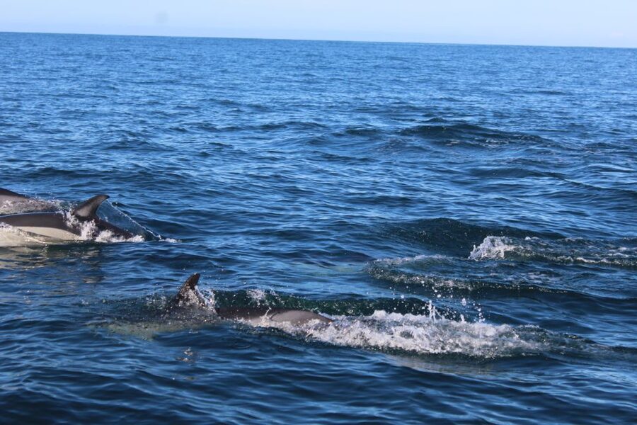 From Faro: Dolphin Watching & 2 Islands Tour - The Ria Formosa channel ride, with Cabo de Santa Maria views