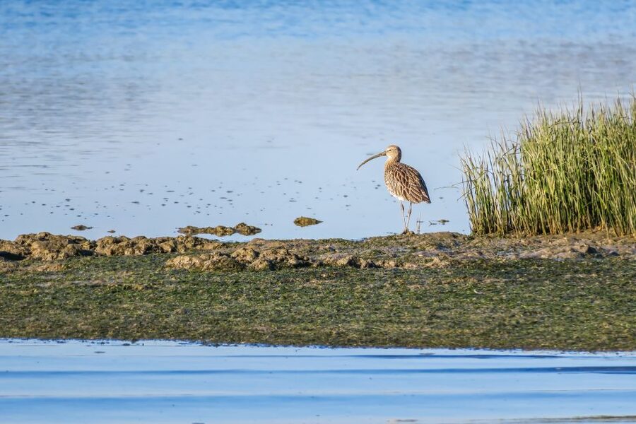 From Faro: Ria Formosa Eco Tour guided by Marine Biologist - Should You Book This Tour?