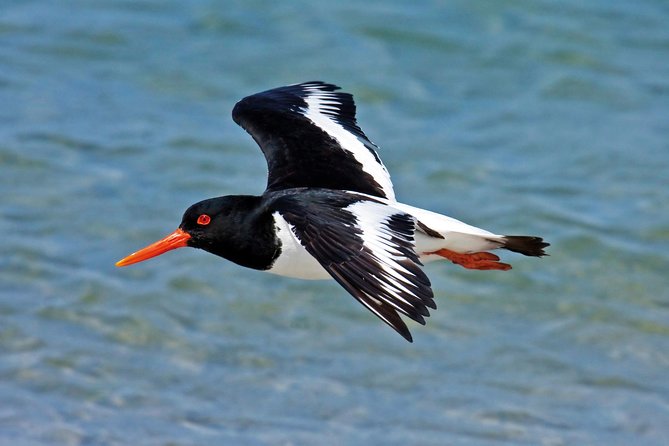 From Faro: Ria Formosa Eco Tour guided by Marine Biologist - From Cais da Porta Nova: Where the Day Starts