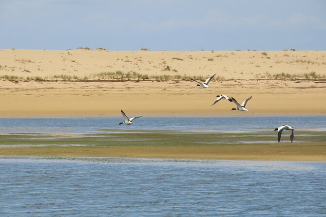 From Faro: Ria Formosa Eco Tour guided by Marine Biologist - Ilha Deserta: Your Free-Time Island and the Cabo Santa Maria Walk