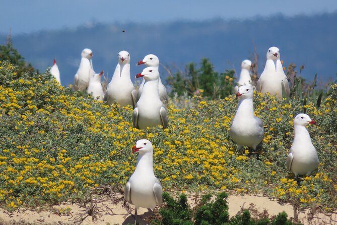 From Faro: Ria Formosa Eco Tour guided by Marine Biologist - Estaminé on the Island Stop: Algarve Flavors and Paying Attention