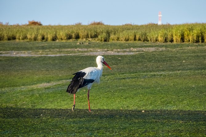 From Faro: Ria Formosa Eco Tour guided by Marine Biologist - Ferry Back to Faro: The Last Stretch You’ll Appreciate